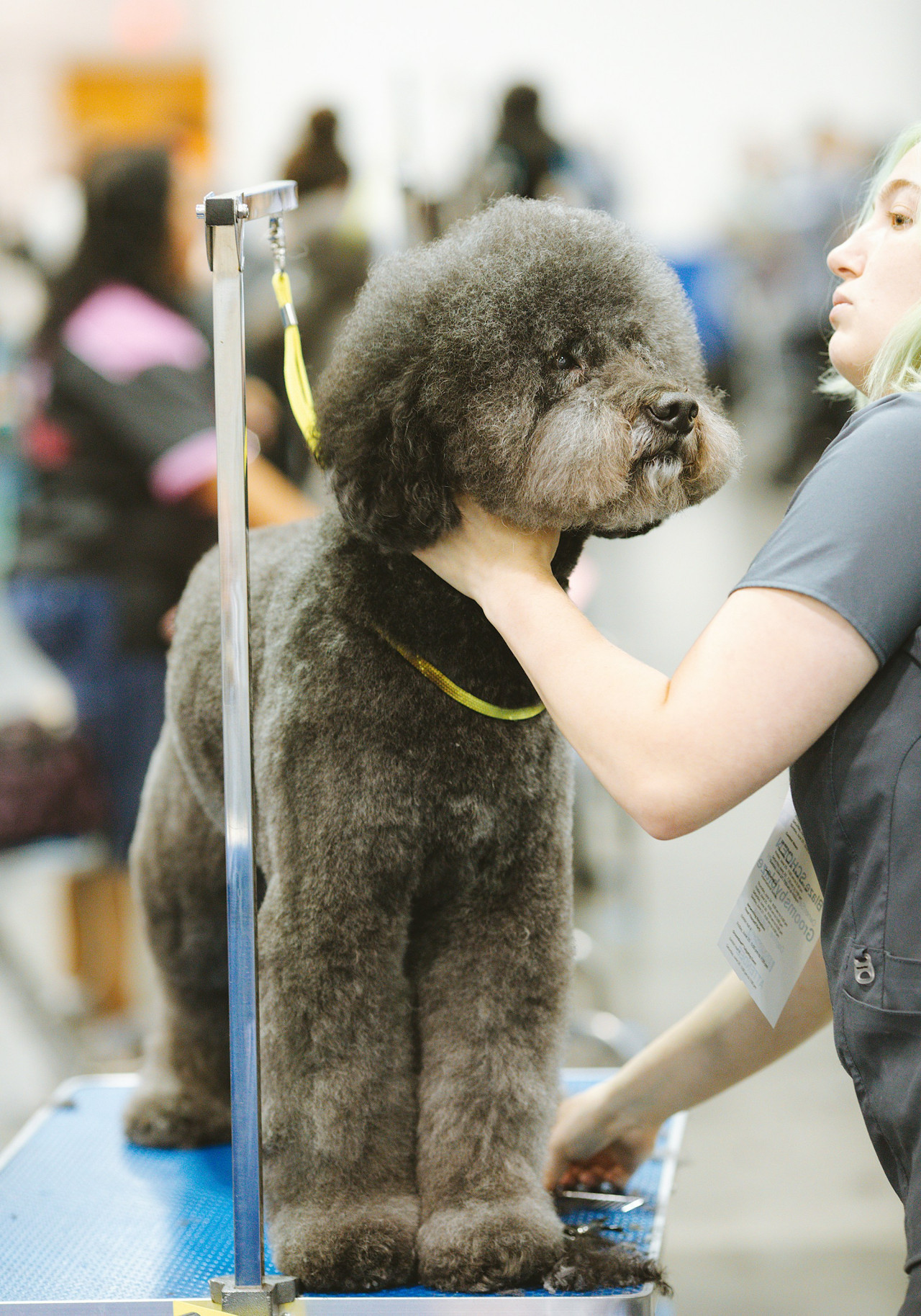 Perro. Foto Unsplash.