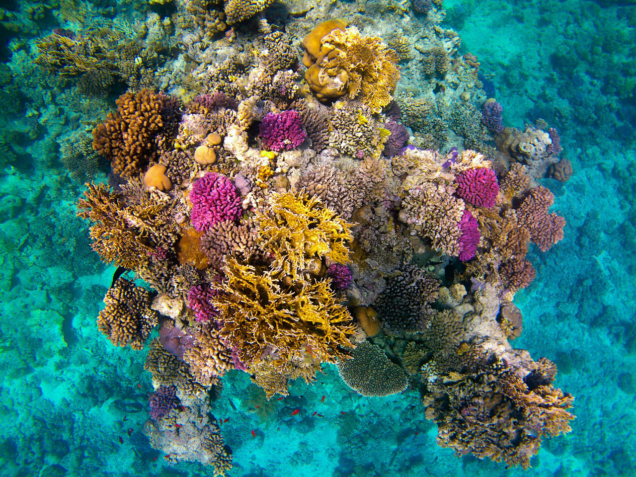 Esponjas marinas. Foto: Unplash