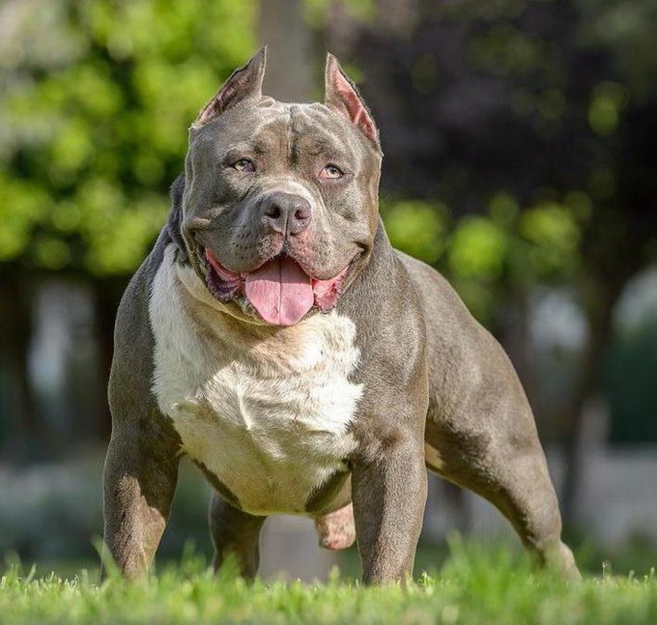 American Bully XL. Foto: X.