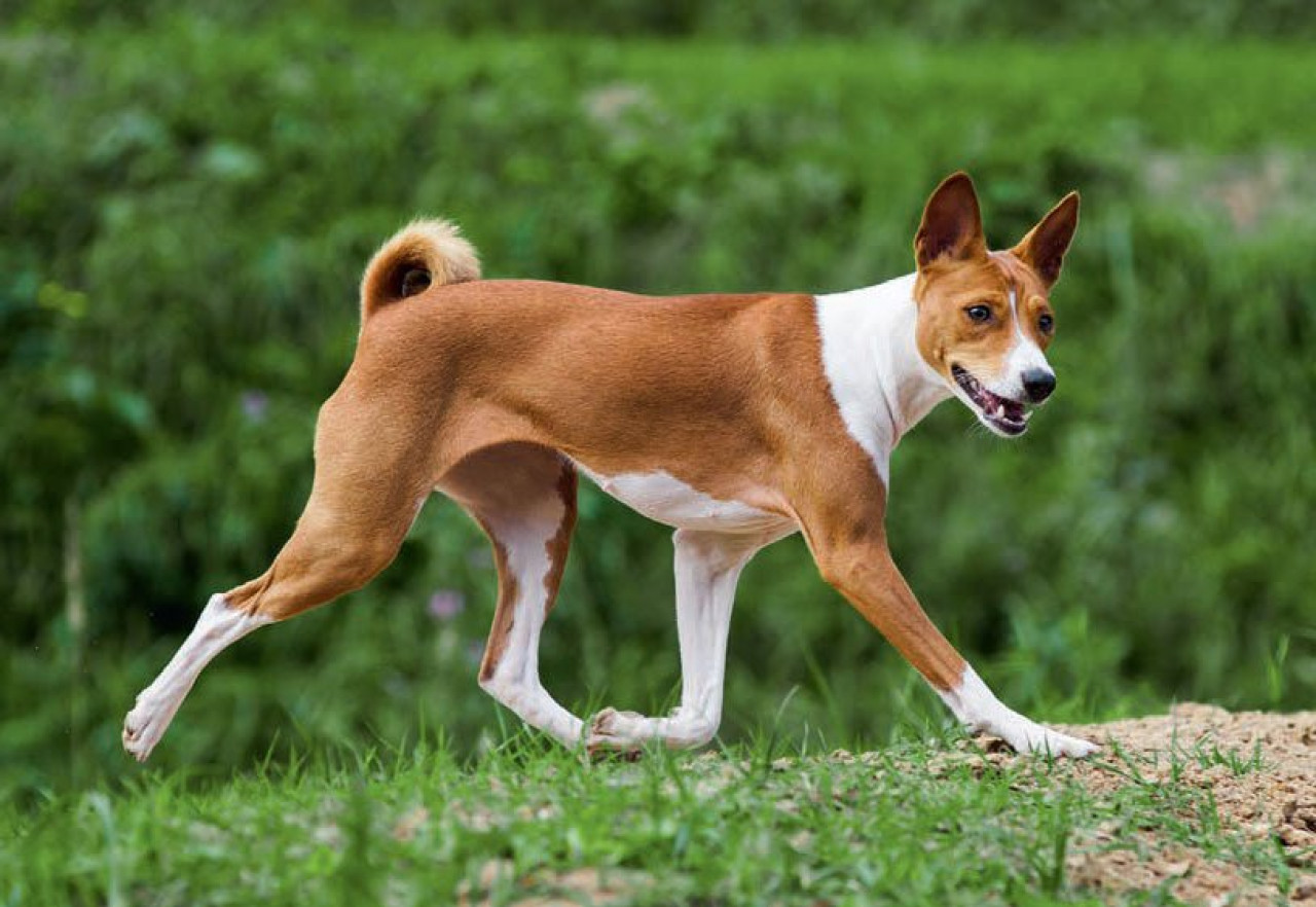 Raza Basenji. Foto: X