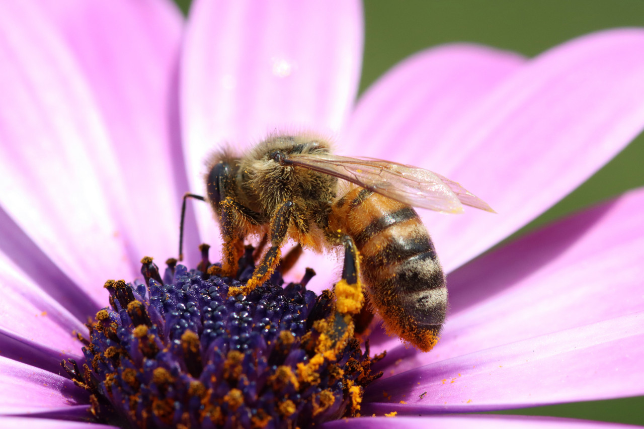 Abeja. Foto Unsplash.