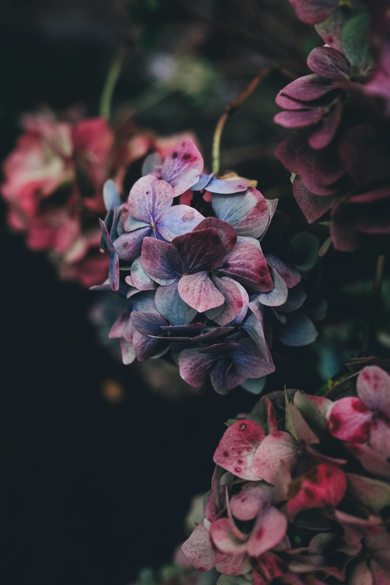 Flores. Foto Unsplash.