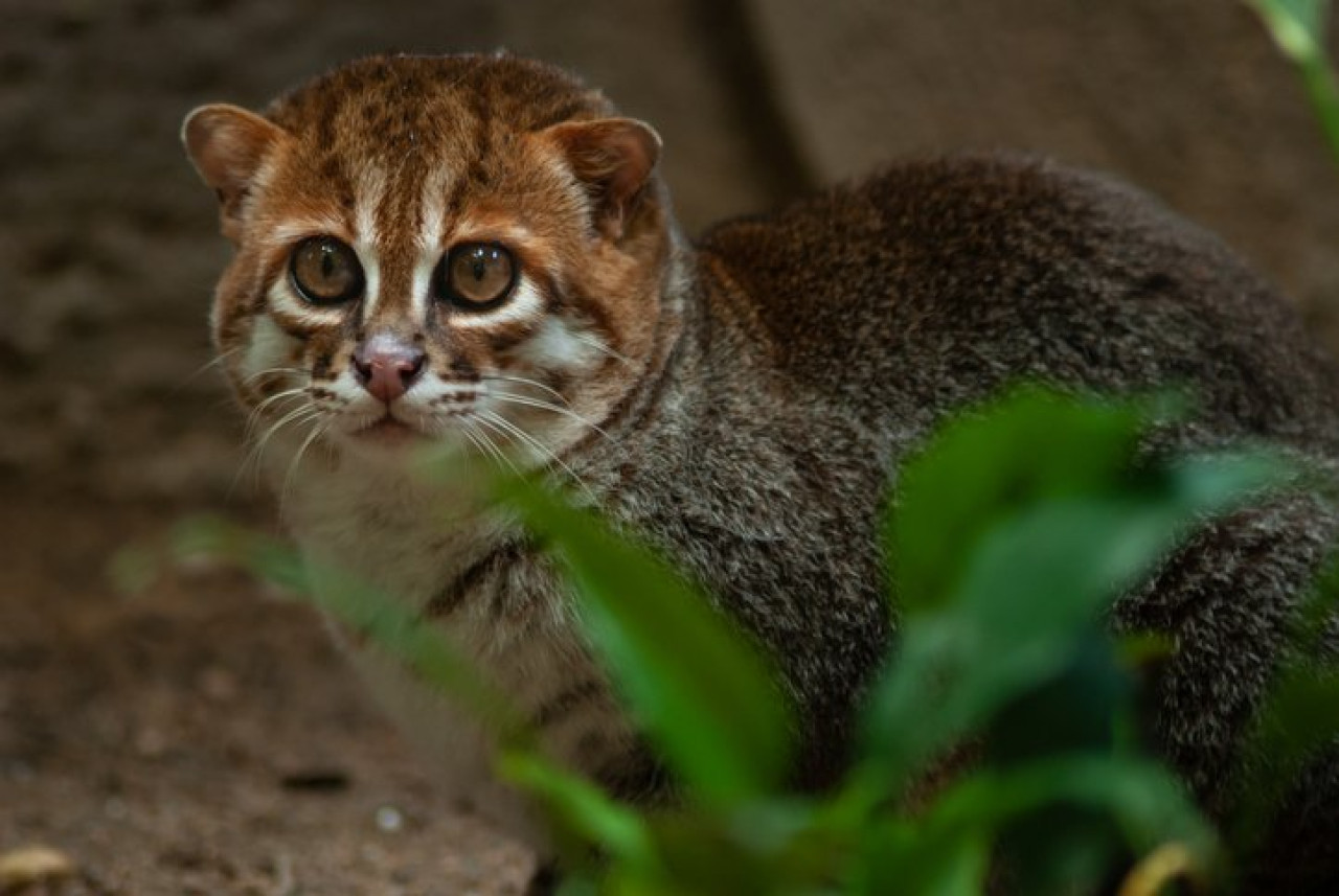 Gato cabeza plana. Foto X.