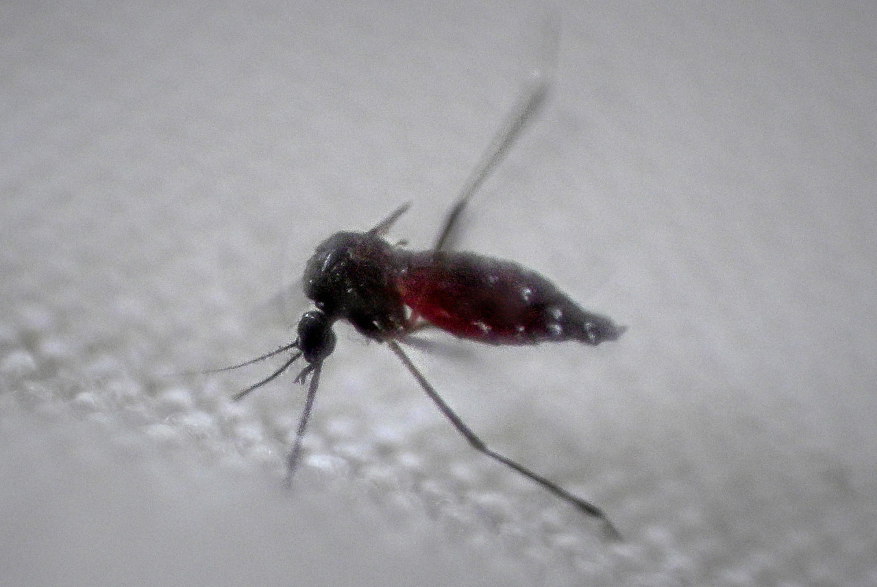 Dengue en Latinoamérica. Foto: Reuters