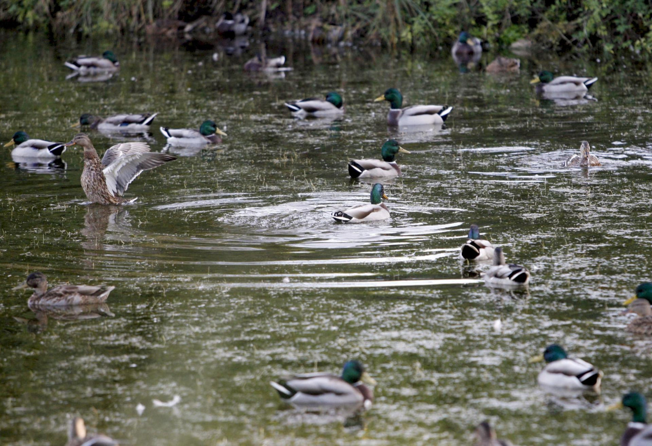 Especies migratorias. Foto EFE,