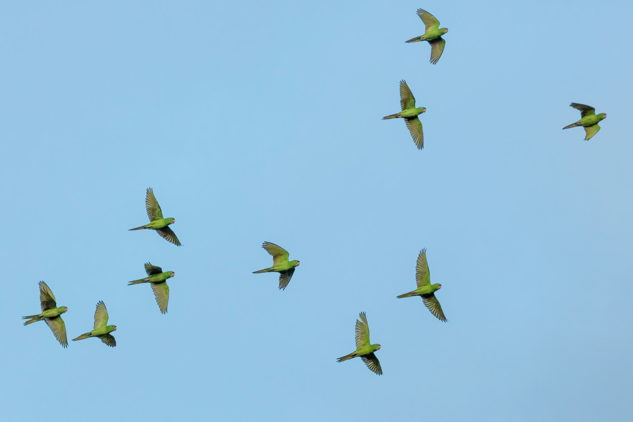 Aves, pájaros, vuelo, ciencia. Foto: Unsplash