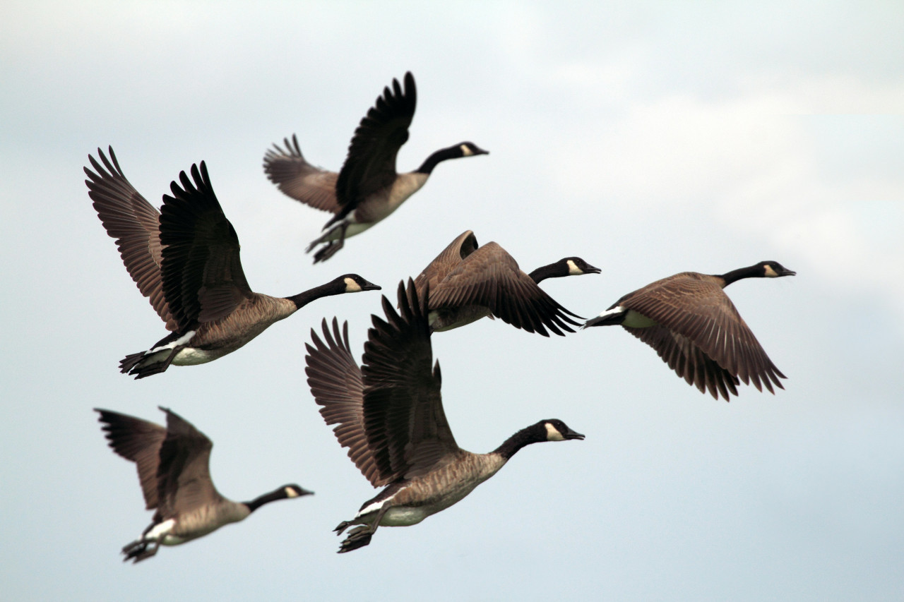 Aves, pájaros, vuelo, ciencia. Foto: Unsplash