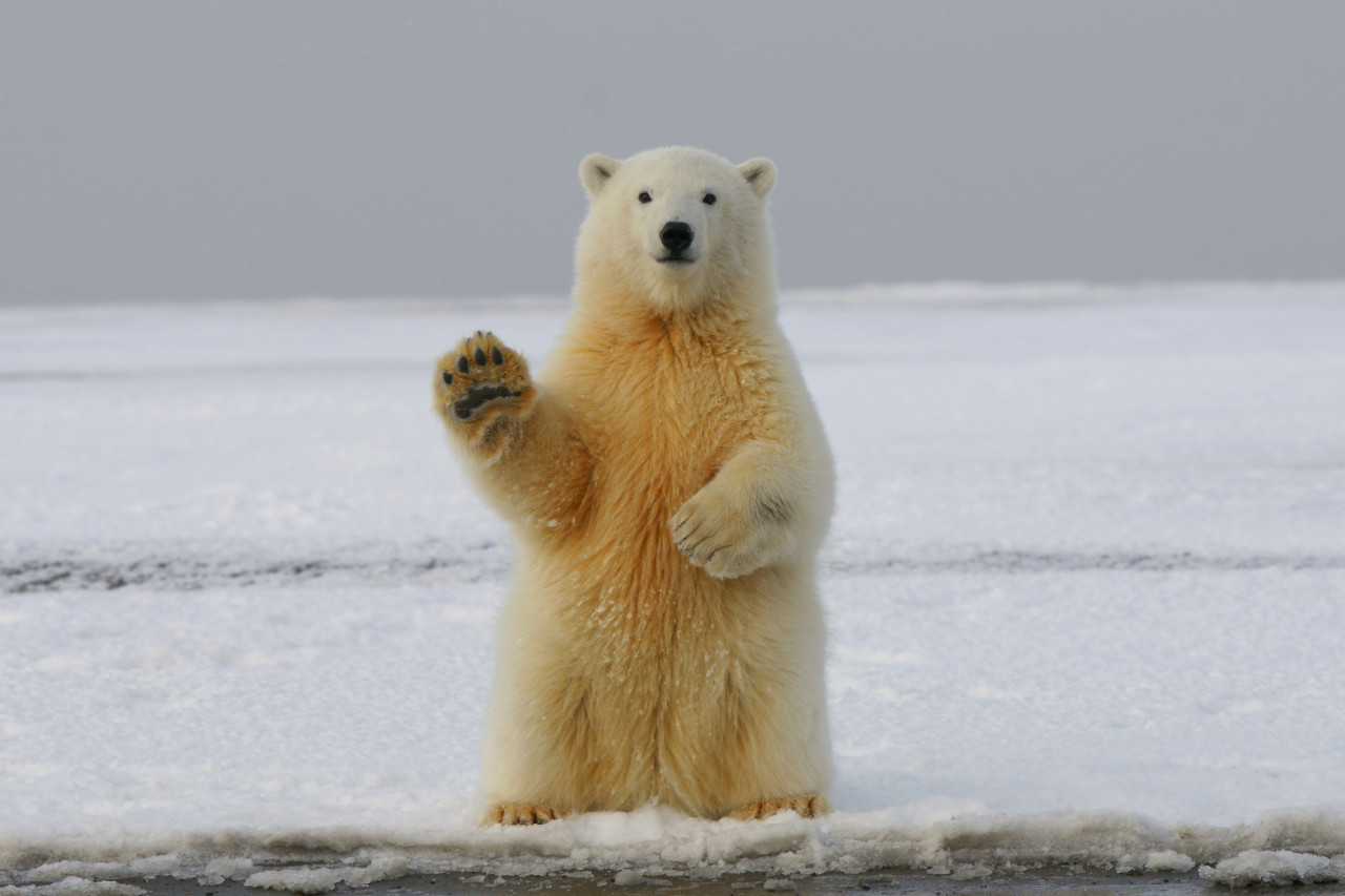 Oso polar. Foto: Unsplash.