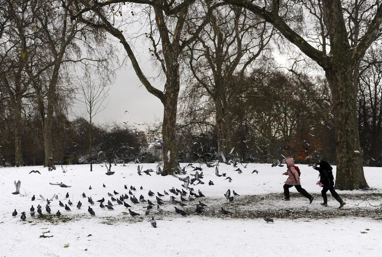 La medida de Bélgica para combatir las plagas de palomas. Foto EFE.