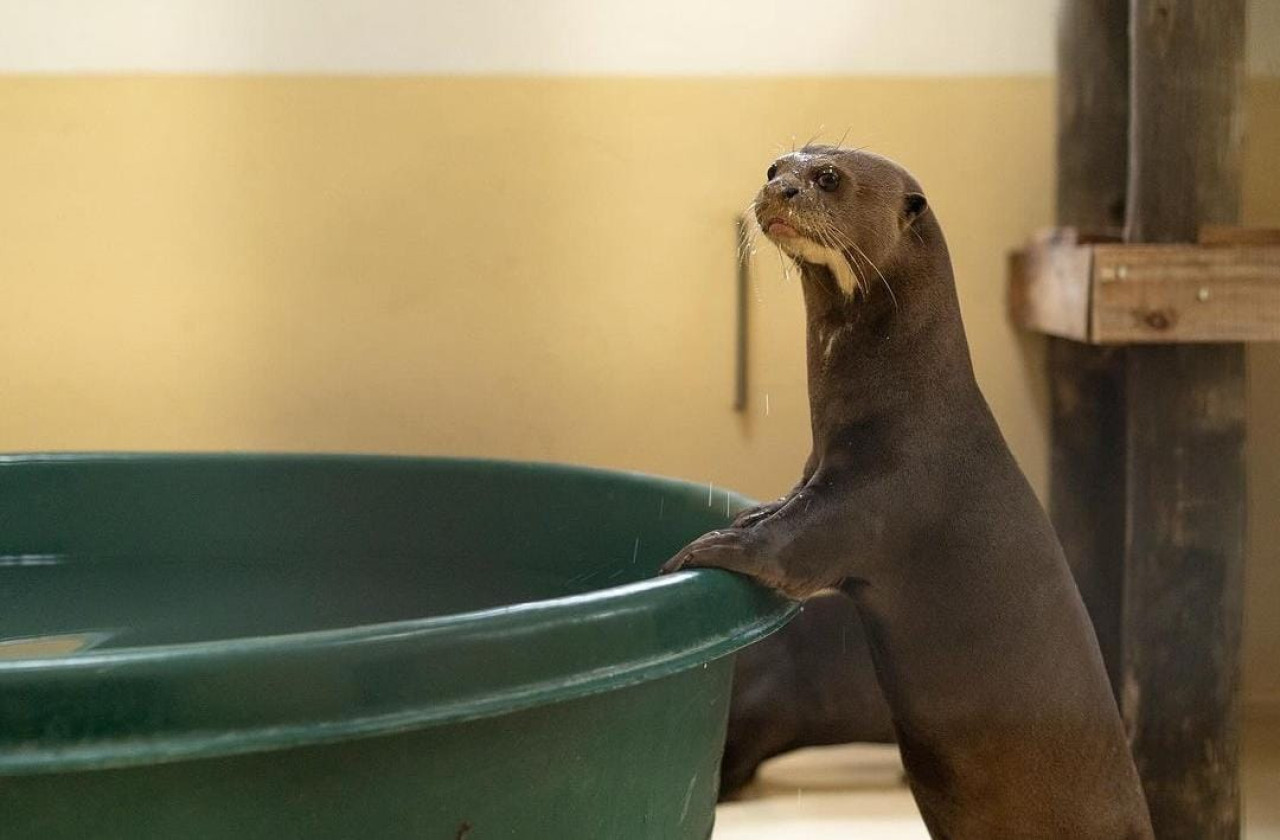 Tras el largo viaje desde el zoológico de Halle, Tama y Anori permanecen en una estación en cuarentena. Foto: Instagram / zoohalle.