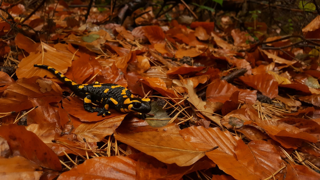 Salamandra. Foto: Unsplash.