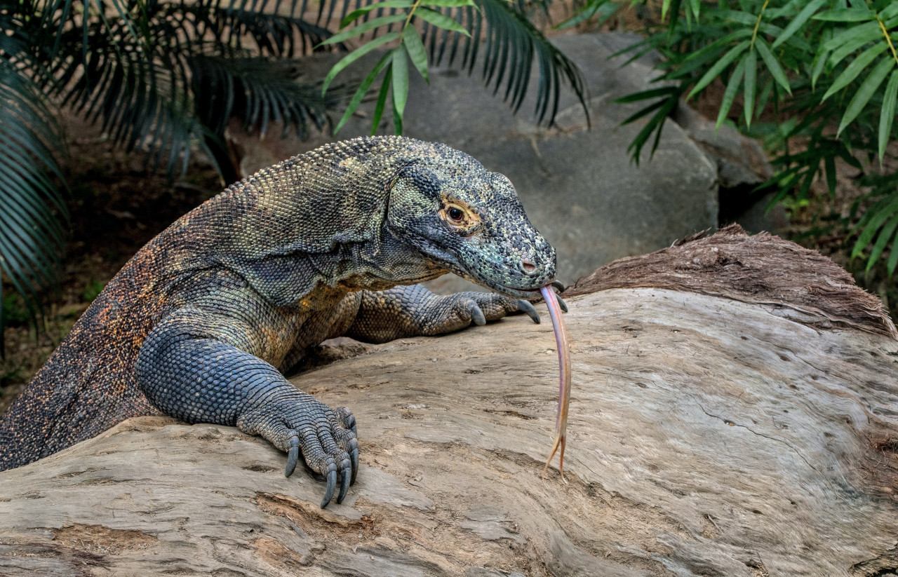 Dragón de Komodo. Foto: Unsplash