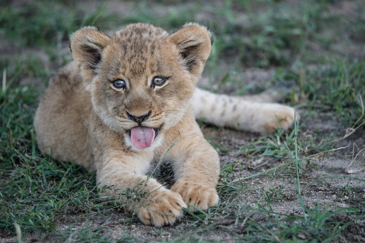 Cachorro de león. Foto: Unsplash.