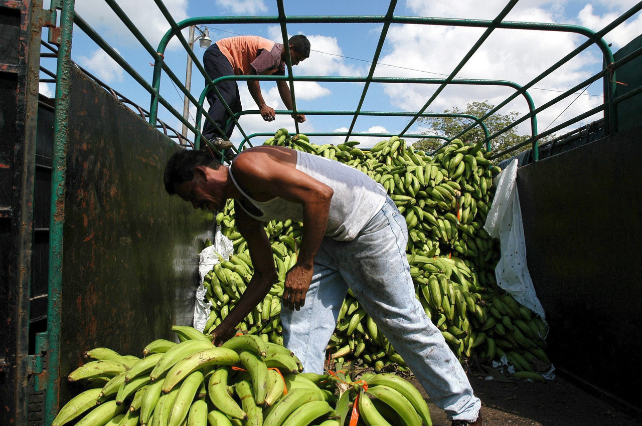 Exportación de bananas en Ecuador. Foto: EFE