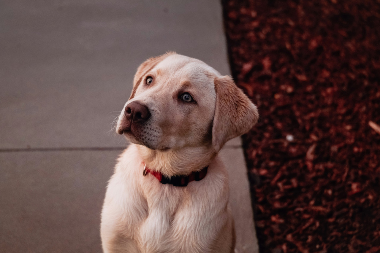 Labrador (Retriever). Foto: Unsplash