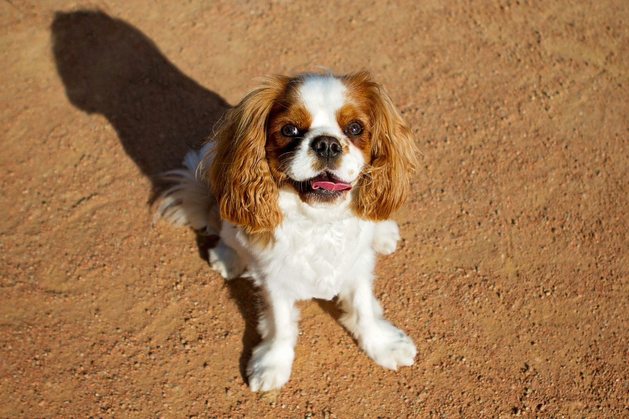 Cavalier King Charles Spaniel. Foto: Unsplash.