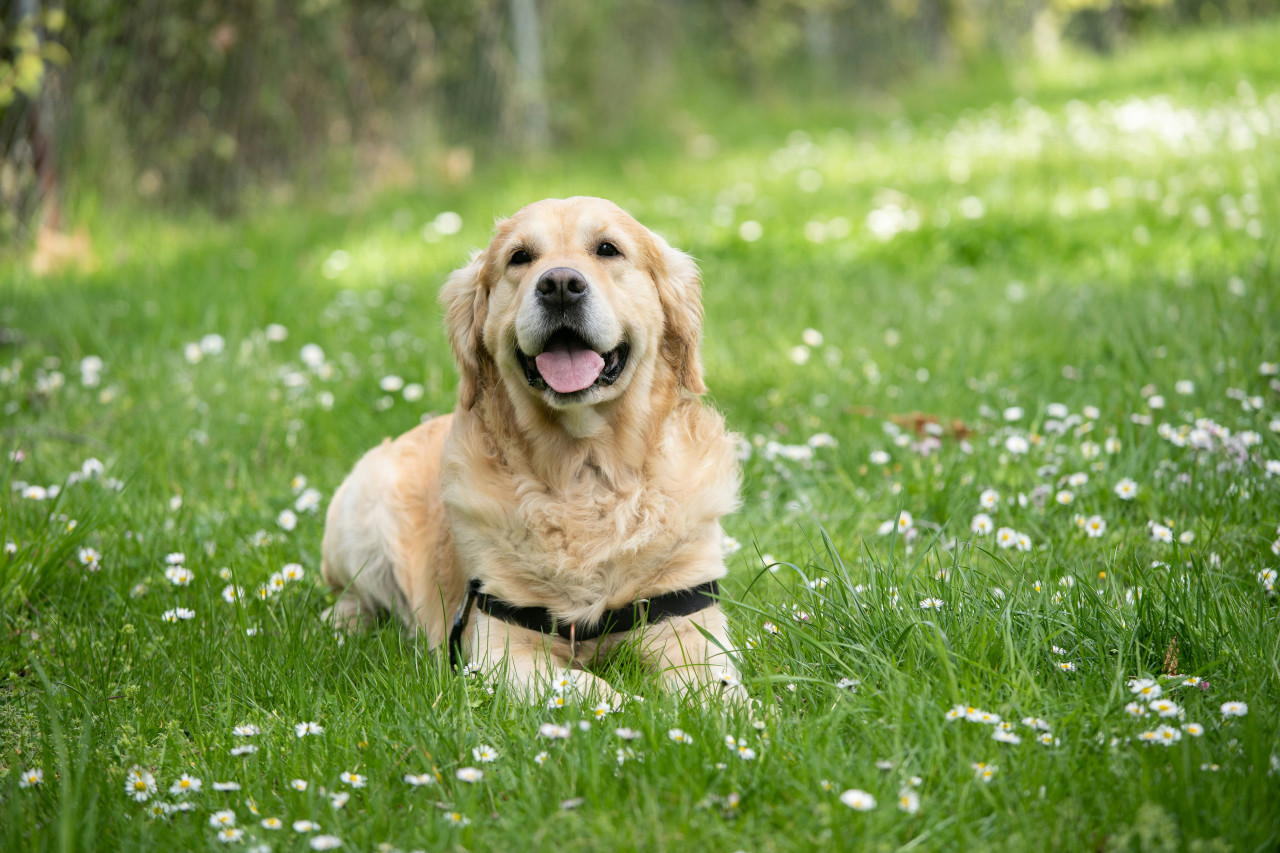 Labrador. Foto: Unsplash.