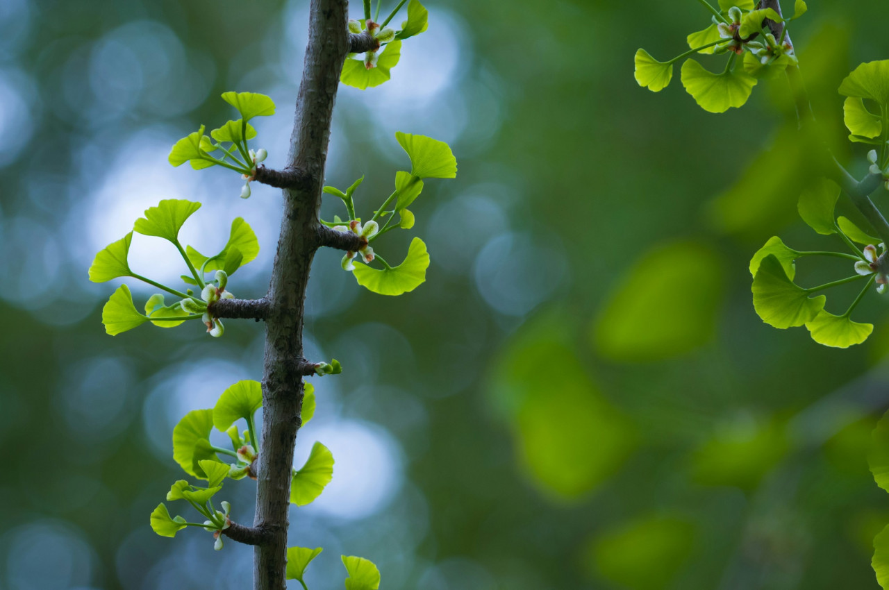 Ginkgo biloba. Foto Unsplash.