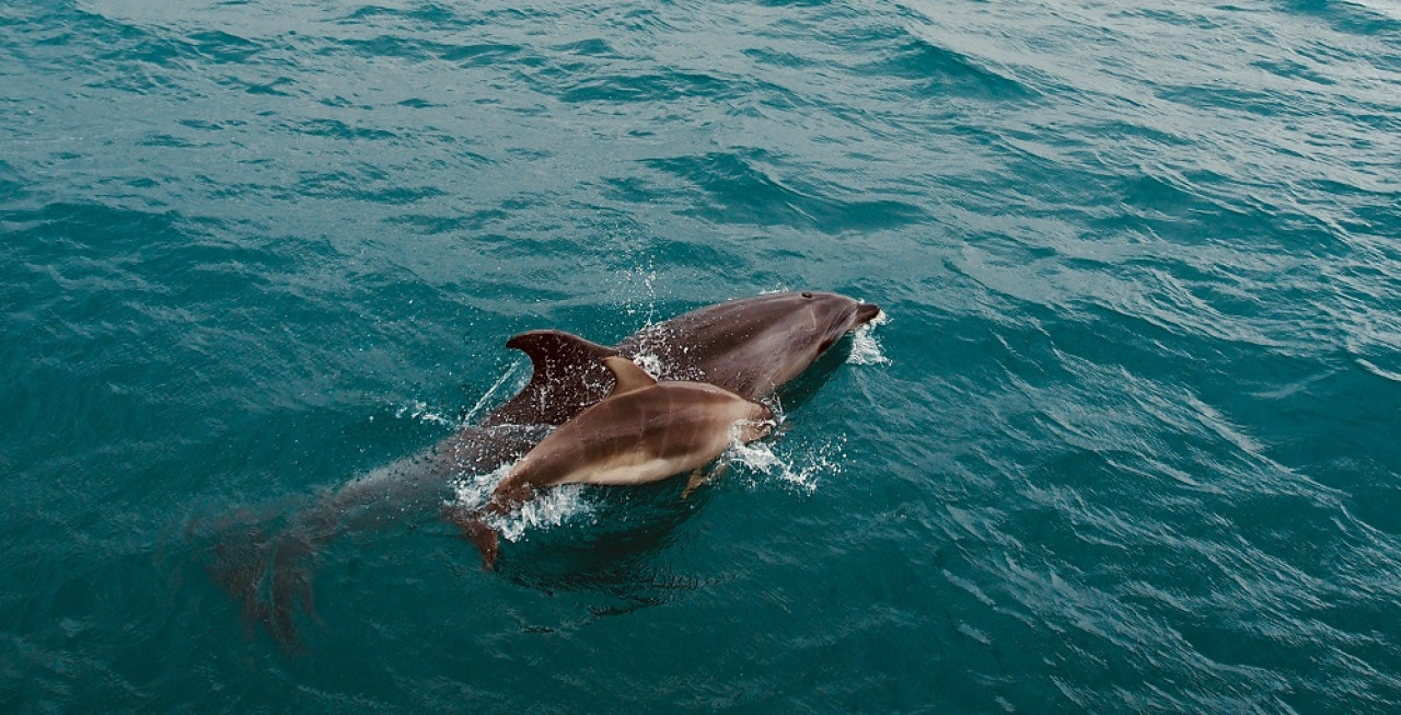 Delfines, animales. Foto: Unsplash.