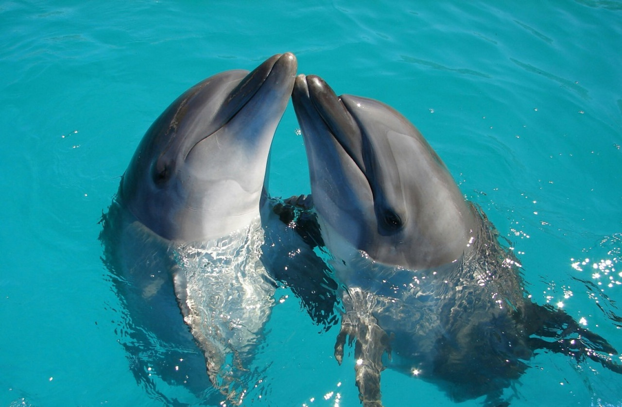 Delfines, animales. Foto: Unsplash.