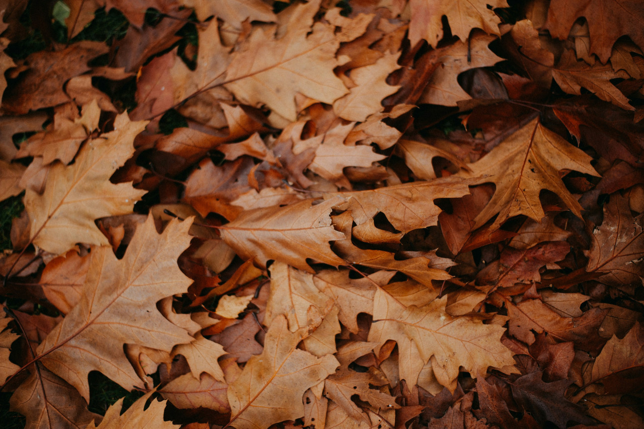 Hojas secas. Foto: Unsplash.