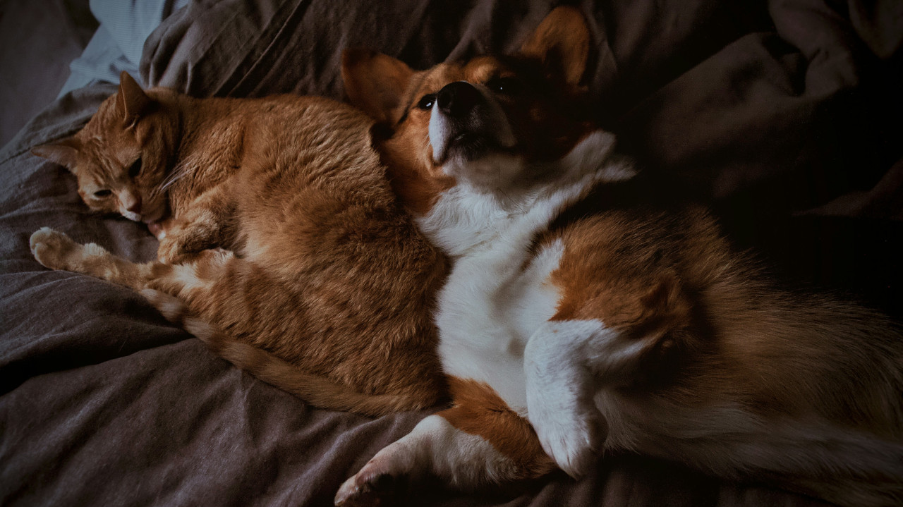 Perros, gatos, animales. Foto: Unsplash