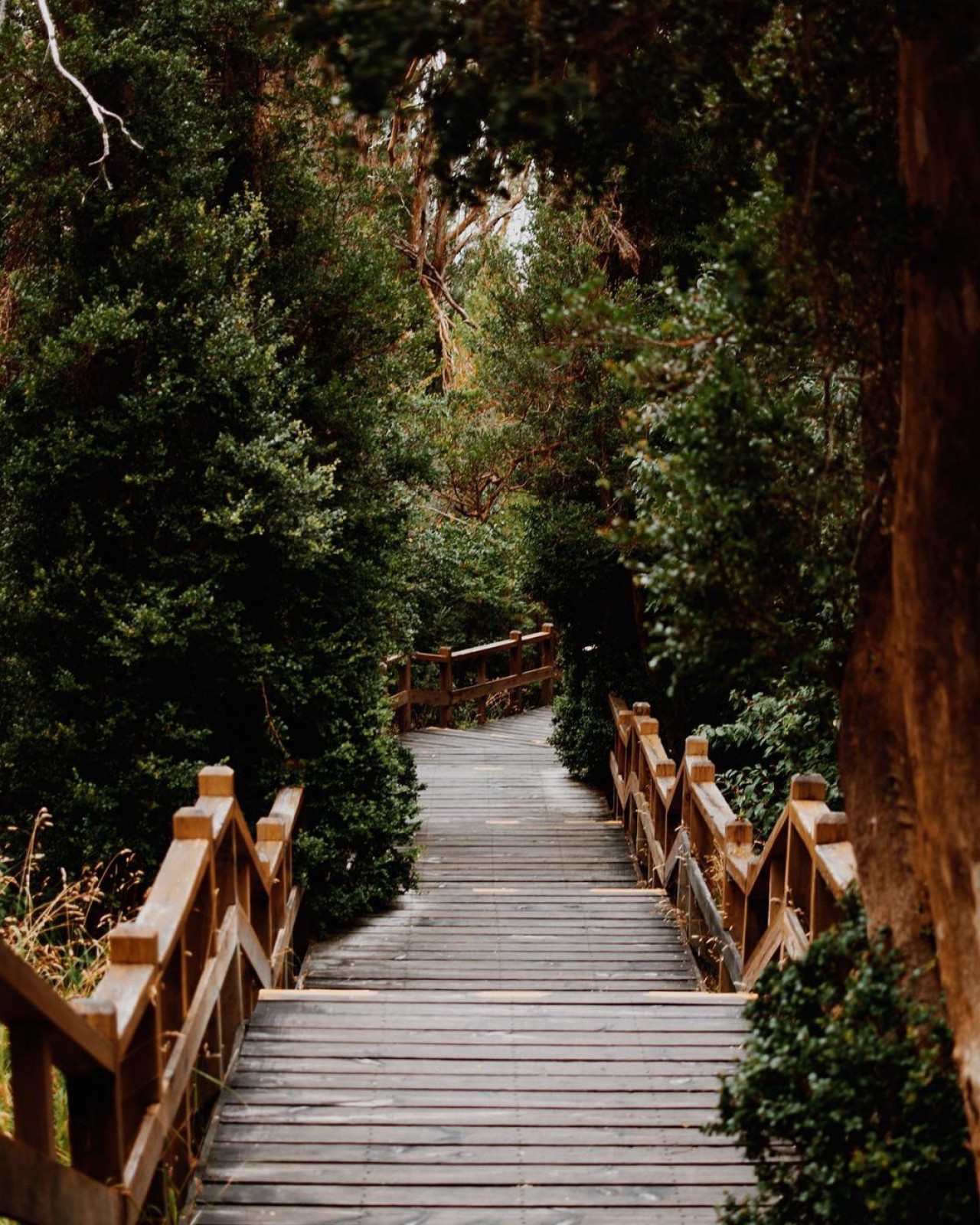 Parque Nacional Los Arrayanes. Foto: Instagram.