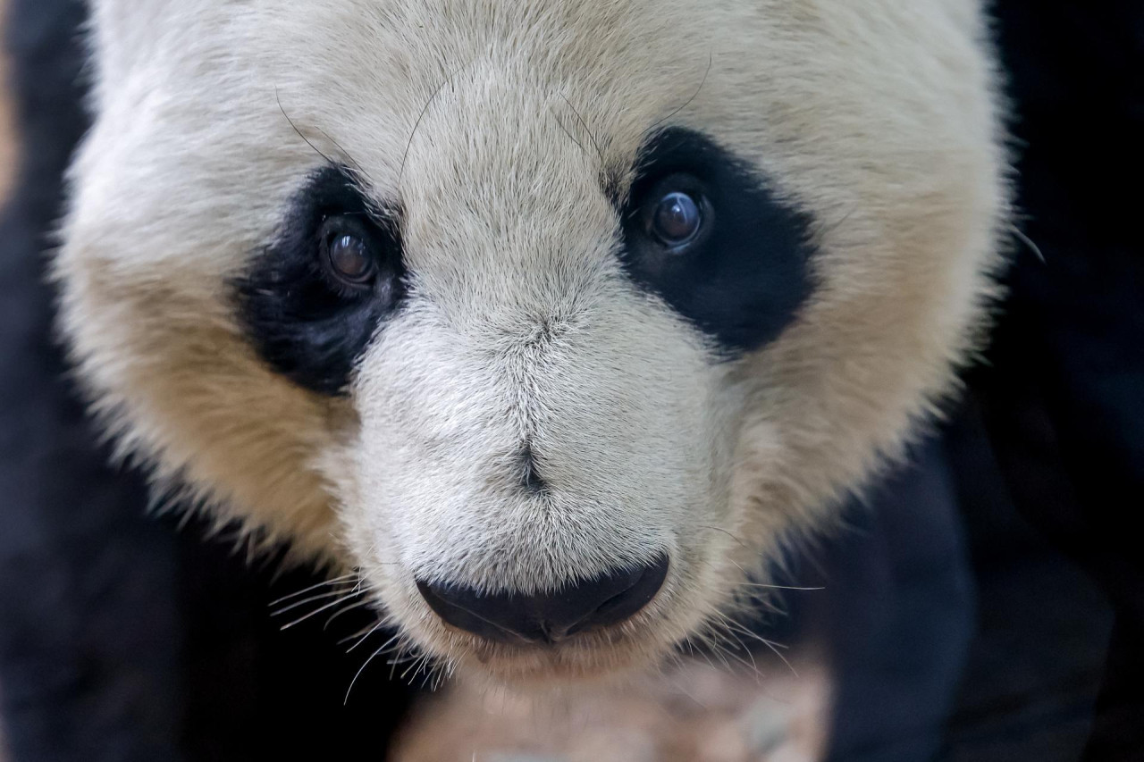 Oso panda gigante. Foto: EFE.