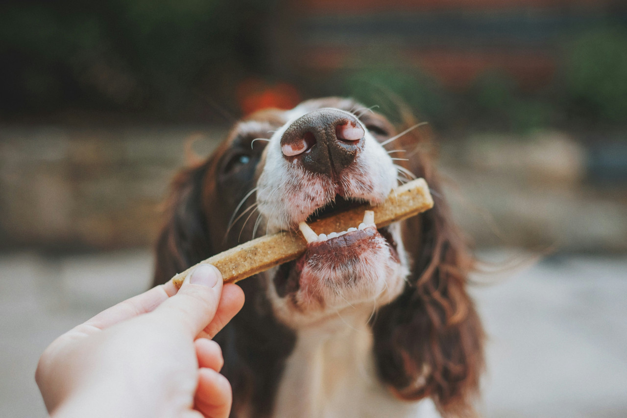 Perros, comida, alimentación. Foto: Unsplash