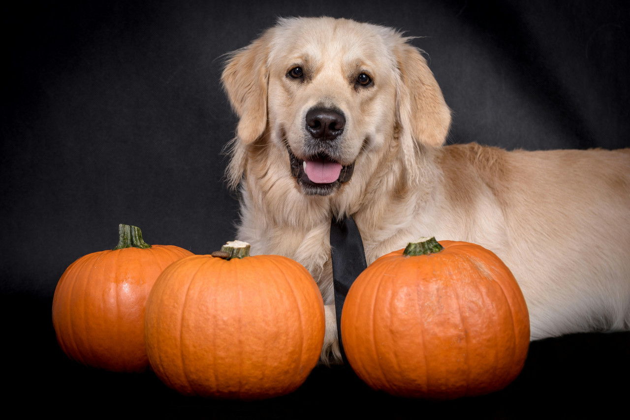 Perros, comida, alimentación. Foto: Unsplash