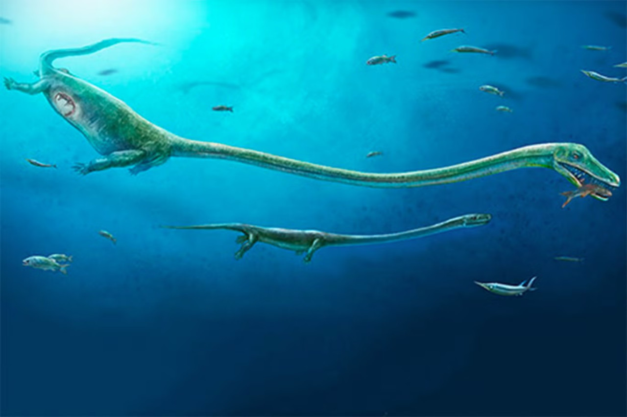 Representación del Dinocephalosaurus orientalis. Foto: Dinghua Yang/Universidad de Bristol