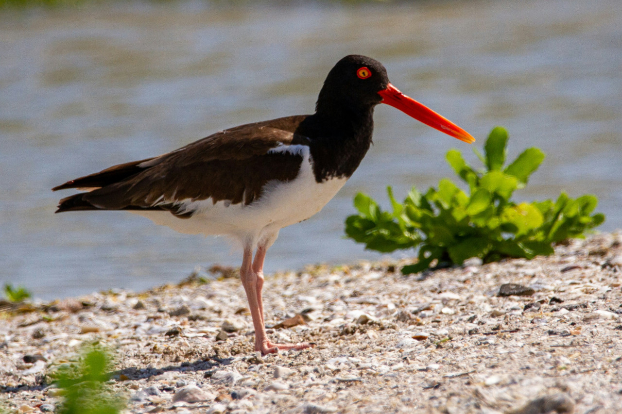 Ostrero común. Foto: Unsplash.