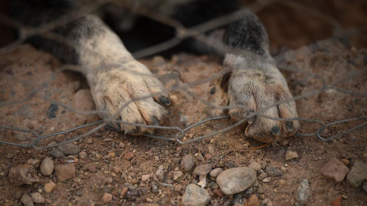 Un refugio busca concientizar sobre la adopción responsable. Foto: Télam/ Ramiro Gómez.