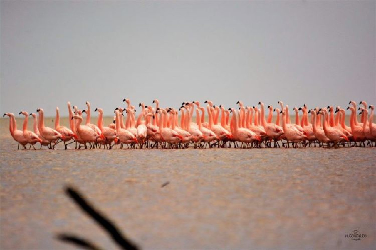 Flamencos, laguna Mar Chiquita, Córdoba. Foto X.