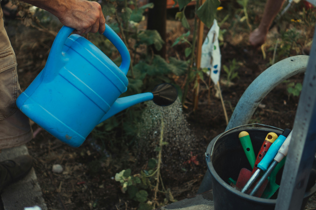 huerta, plantas, tierra. Foto: Unsplash