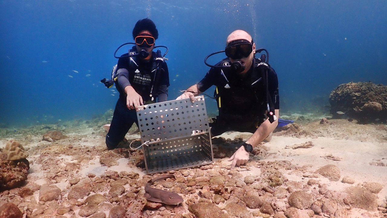 Expertos lograron repoblar el archipiélago más famoso de Tailandia con tiburones bambú. Foto: EFE.