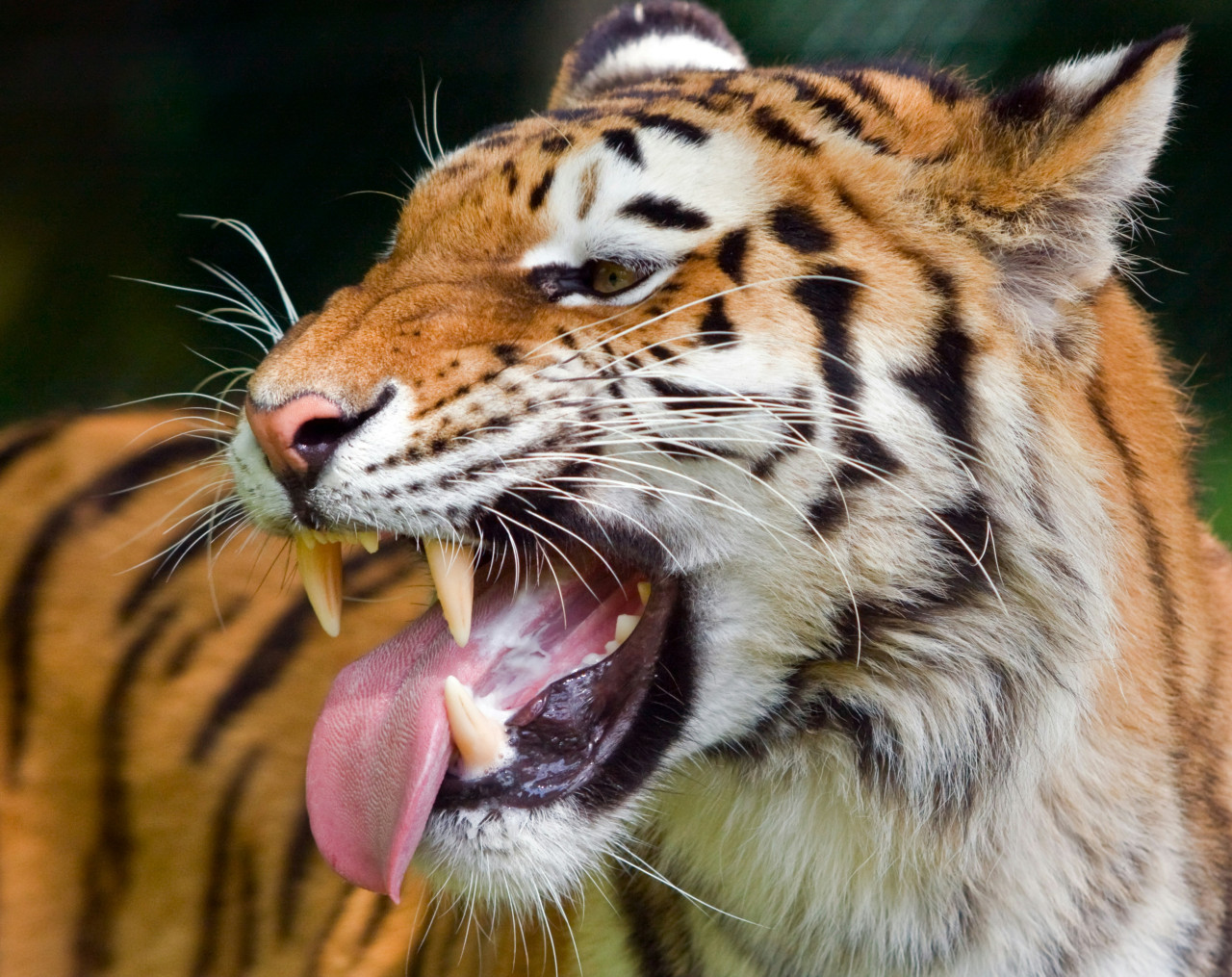 Tigre. Foto Unsplash.