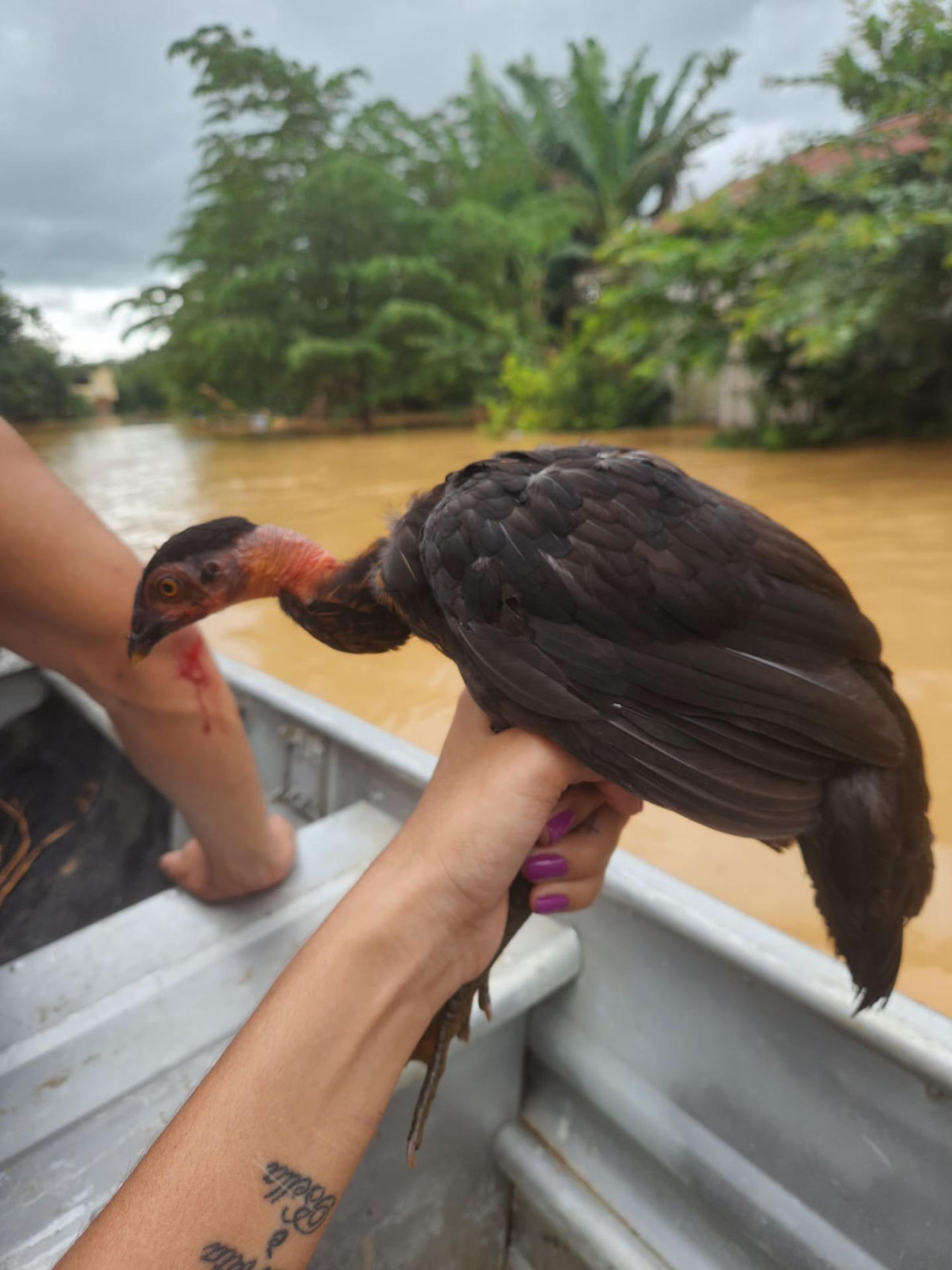 Rescataron animales de las inundaciones en Bolivia. Foto: EFE.