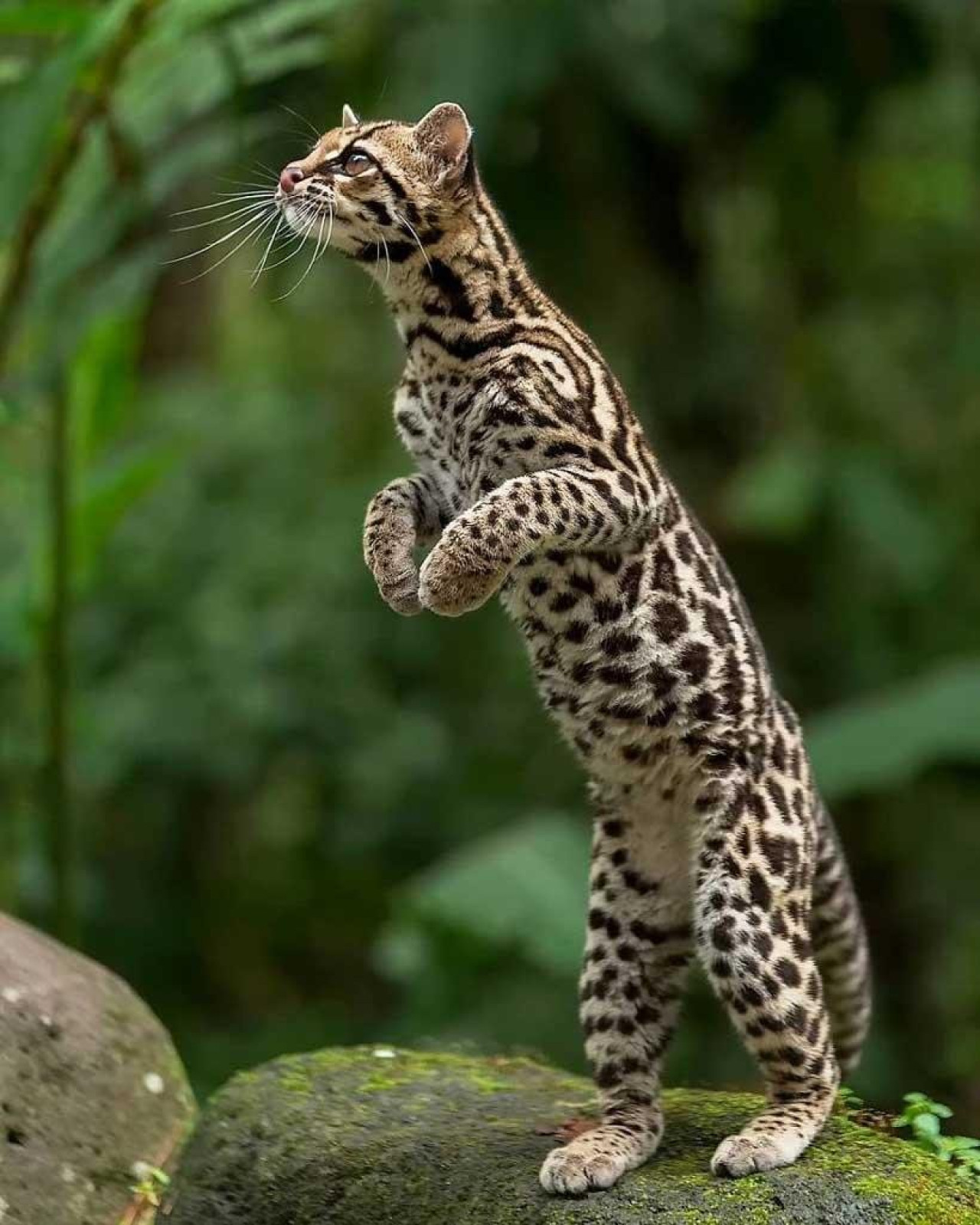 Leopardus wiedii, gato, gato silvestre. Foto X,