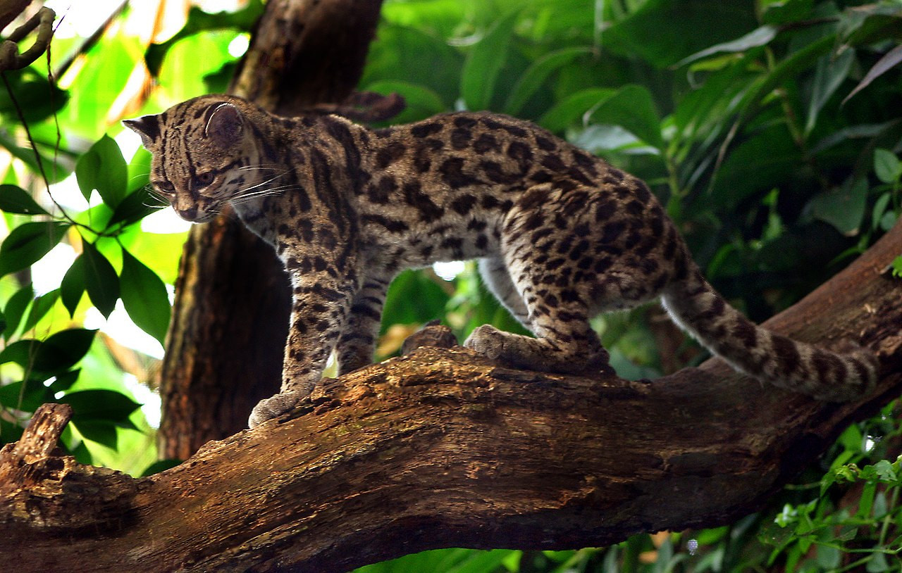 Leopardus wiedii, gato, gato silvestre. Foto X,