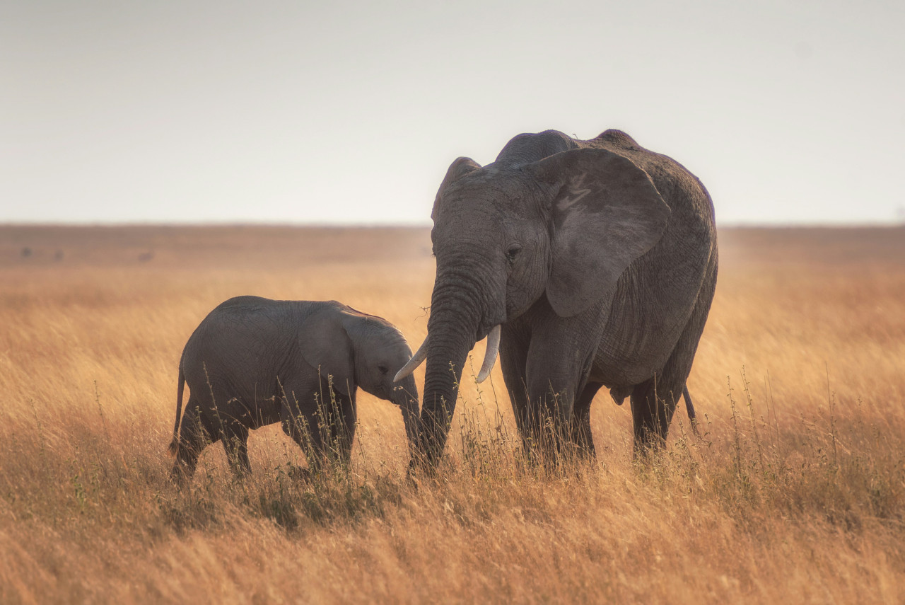 Elefantes, animales, peligro de extensión. Foto: Unsplash