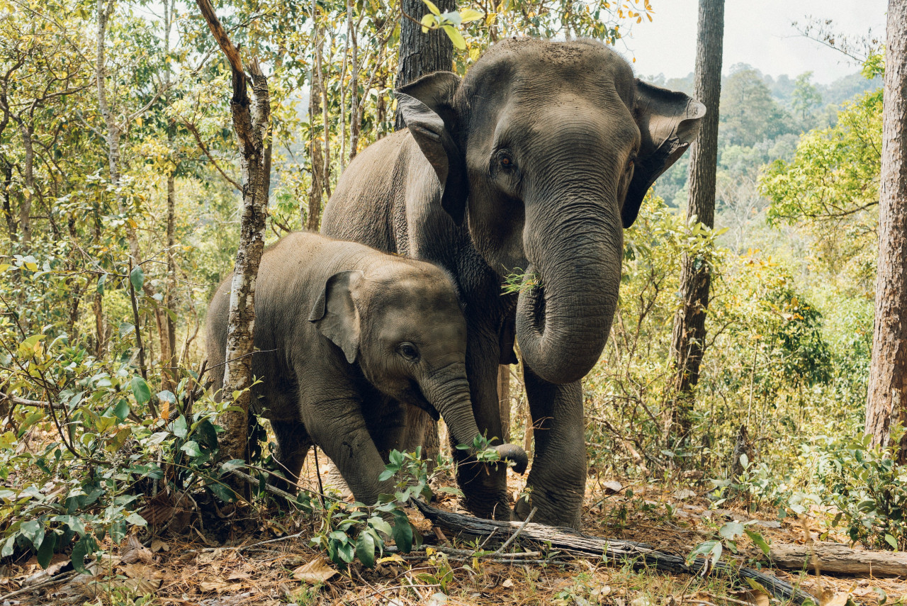 Elefantes, animales, peligro de extensión. Foto: Unsplash