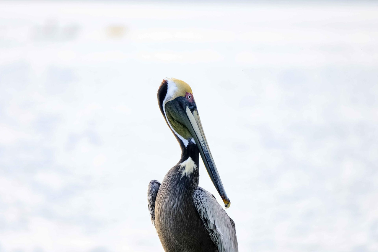 Golfo Dulce, Costa Rica. Foto EFE.