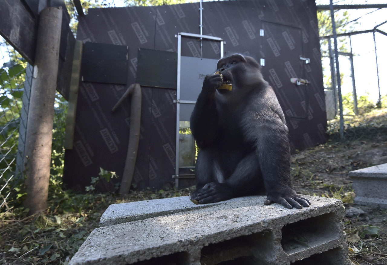 Primates, monos. Foto: NA.