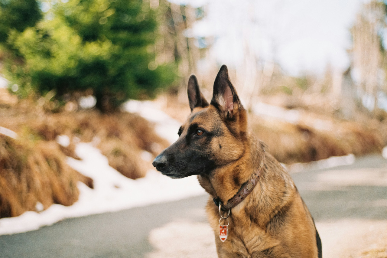 Perros. Foto: Unsplash