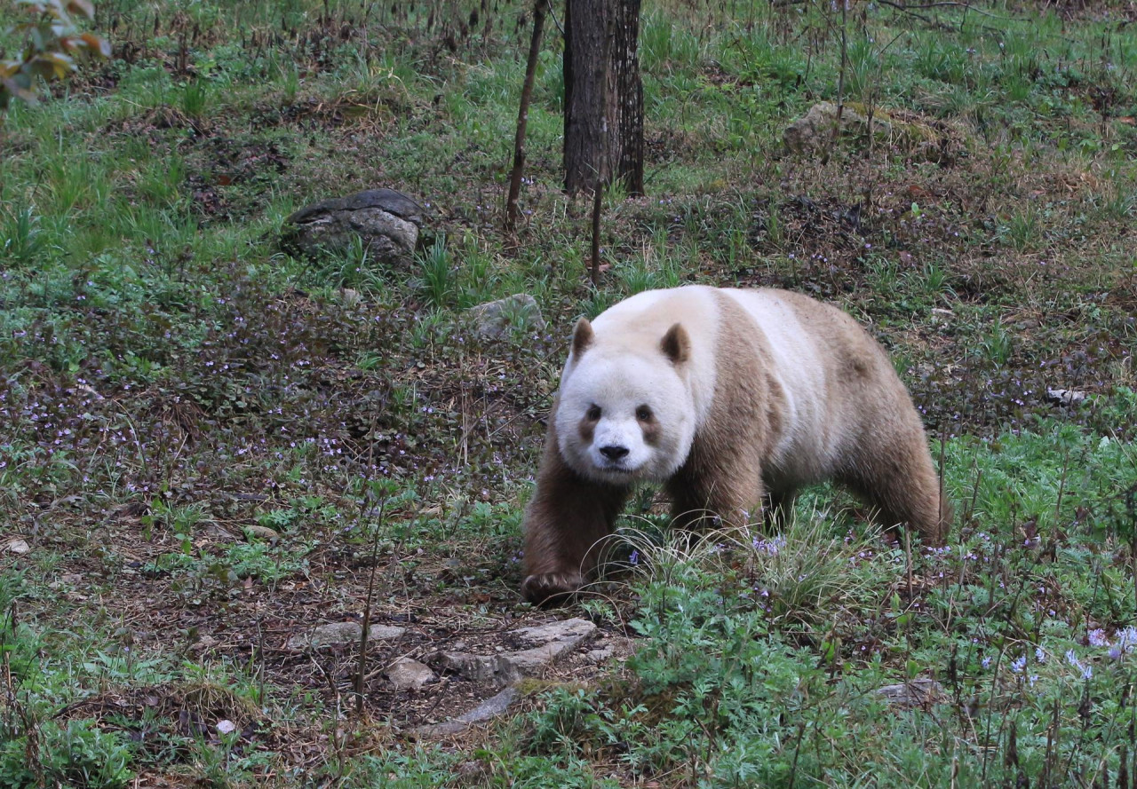 Panda pardo. Foto: EFE