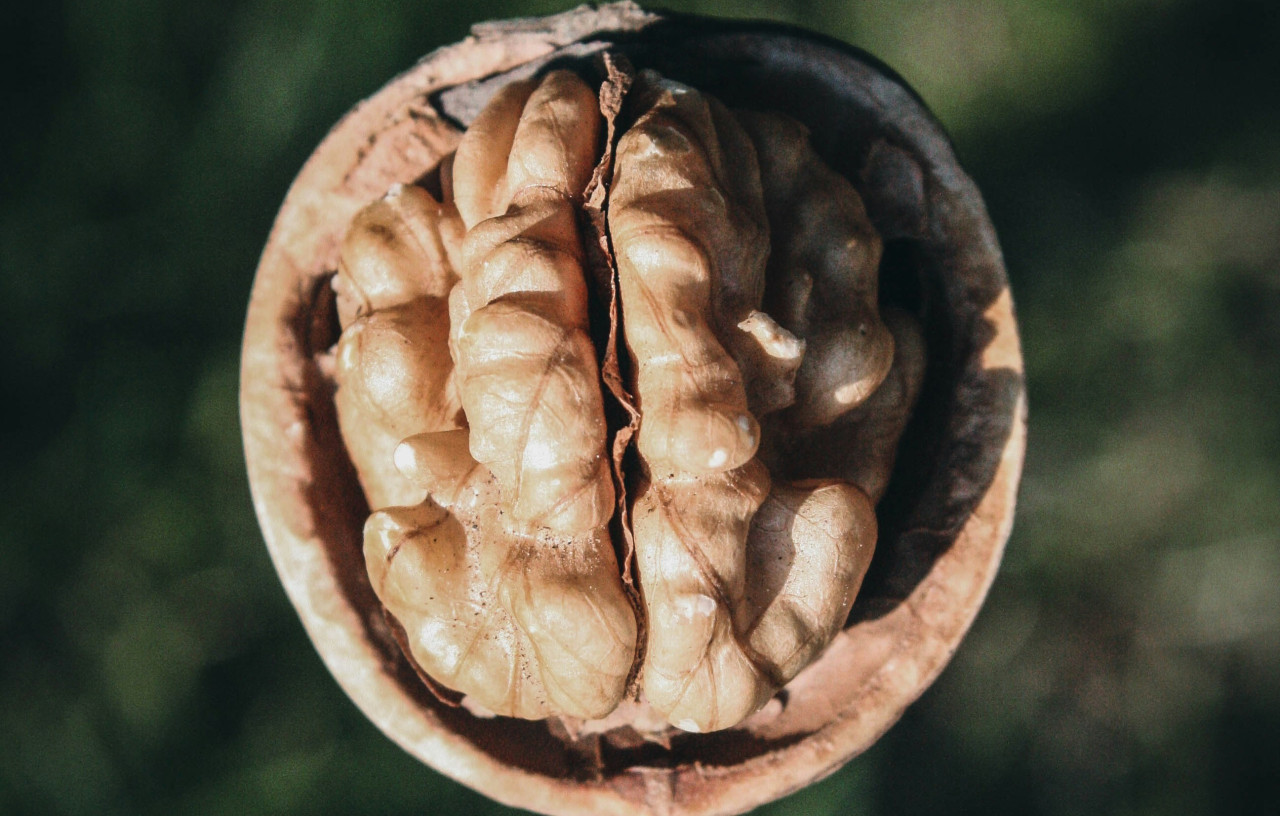 Nueces. Foto: Unsplash