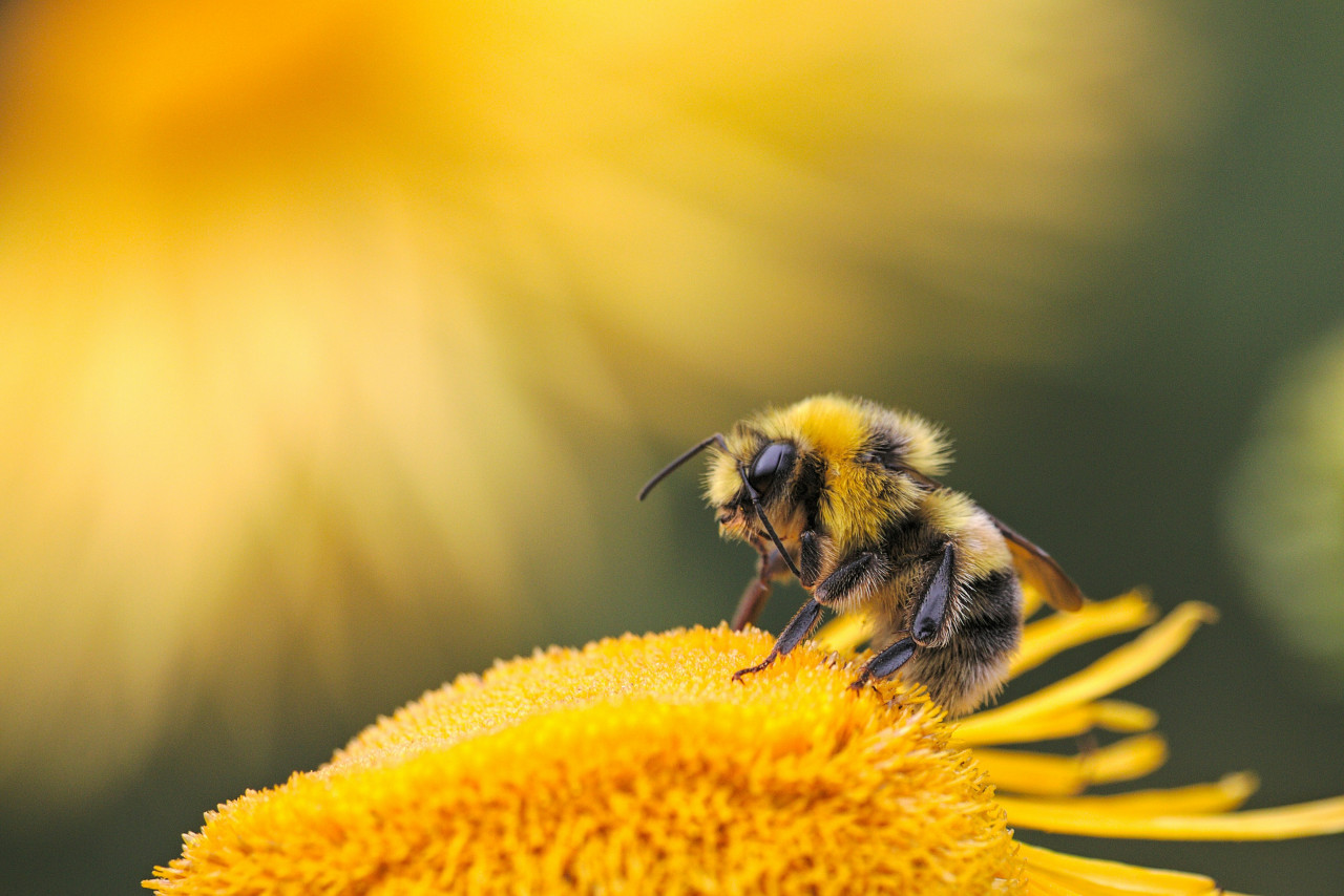 Abejorro. Foto: Unsplash