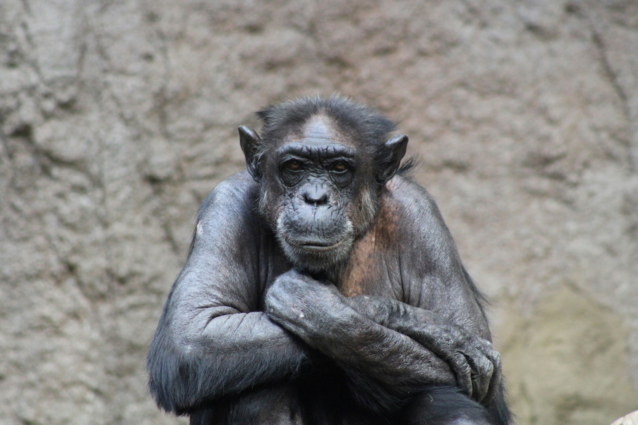 Chimpancé. Foto: Unsplash