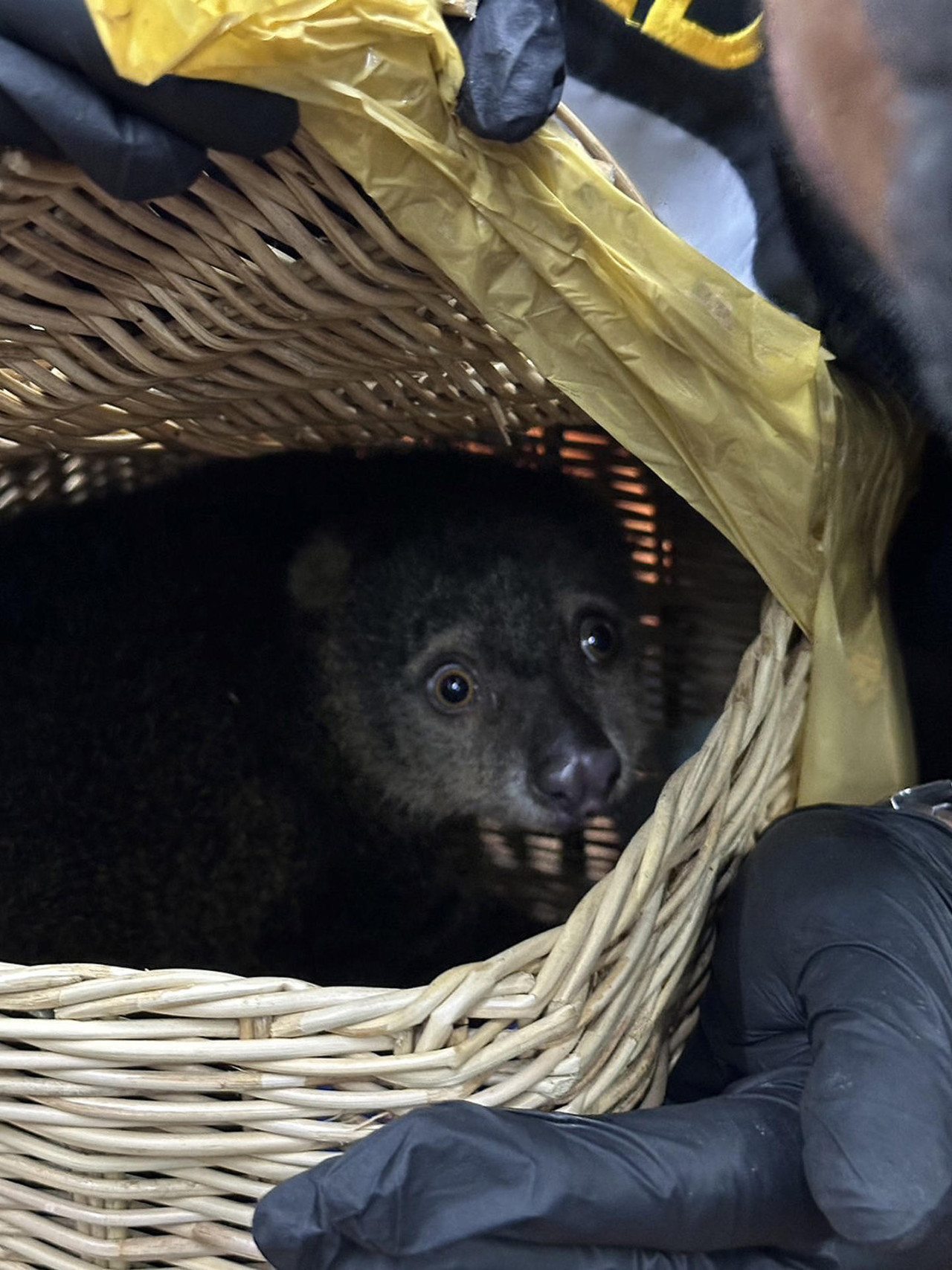 Seis personas fueron arrestadas en Tailandia por contrabandear animales silvestres. Foto: EFE.